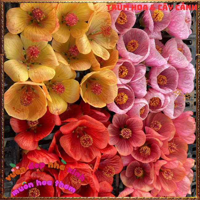 Chậu Hoa Bụt Lồng Đèn HOÀNG HÔN MƠ VÀNG siêu dễ thương nở quanh năm ️📩 Hoa Mười Giờ Bonsai & Phụ Kiện