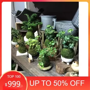 ( ... cầu rêu kokedama size 18cm . )