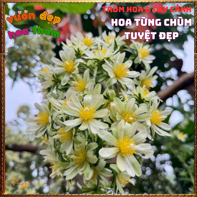 Chậu Cây Chanh Nho Ăn Được Hoa, Lá, Trái Dễ Trồng Bông Siêu Đẹp ️📩 Hoa Mười Giờ Bonsai & Phụ Kiện