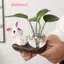 Bình thủy tinh trong suốt hình thỏ dễ thương, bình cây thủy canh để bàn có đế gỗ