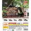 Hàng có sẵn BANDAI Capsule Toy Sách minh họa sinh học 10 Beetle Big Pocket Worm Mô phỏng côn trùng Đồ trang trí WW4N