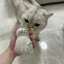 Quá Khổ Mèo Bảo Quản Tóc Viên Trong Suốt Mèo Hộp Bảo Quản Tóc Quyến Rũ Viên Đồ Chơi Kỷ Niệm Bộ Sưu Tập Túi Móc Khóa