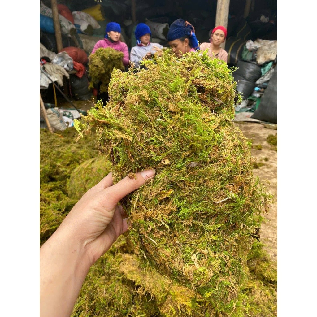 ( 1kg Rêu rừng khô (có sẵn) dùng để trang trí tiểu cảnh,chậu hoa giúp giữ ẩm bề mặt chậu trồng hoa lan, )