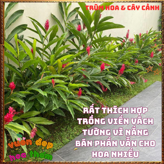 Chậu Hoa HẠNH PHÚC - GỪNG CẢNH đẹp rực rỡ mang thịnh vượng dễ trồng📗 Yêu Nhà Yêu Hoa