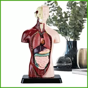 Giải phẫu cho trẻ em Khoa học chính xác Đồ chơi giáo dục Trẻ em Đồ chơi giải phẫu Mô hình cơ thể con người cho bé trai bé gái Học sinh wipqsvn