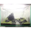 ( 200gram rêu minifiss hàng vò dùng để ươm setup bể cá thuỷ sinh, ươm trên đá , ươm lũa )