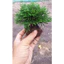 ( 10 cây trường sinh thảo trồng bán cạn ,trang trí tiểu cảnh, hòn non bộ,chậu để bàn làm việc...vv )