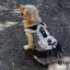 【Ready Stock】 Spring and Summer Golden Retriever 2026 Pet Large, Medium and Small Dogs New Dog Cute Dress Clothes Labrador Skirt r0zu