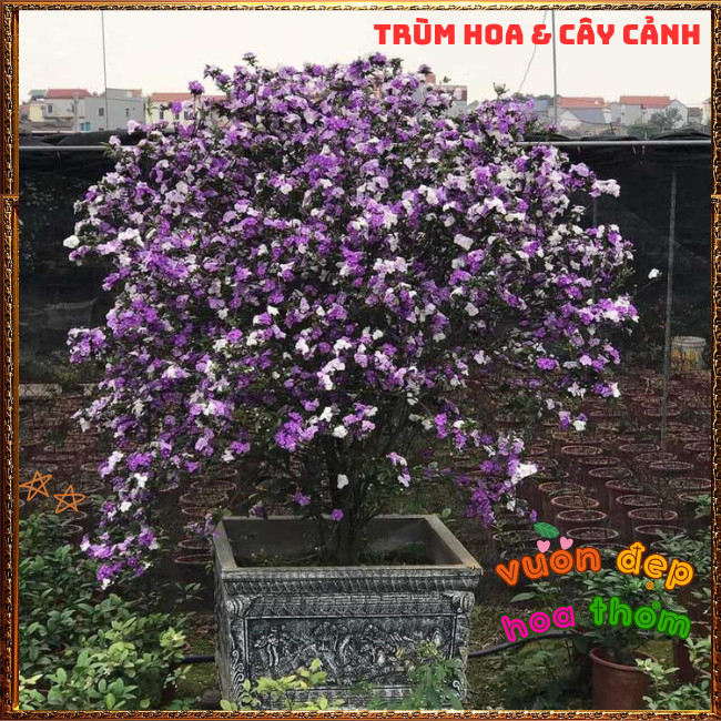 Chậu Hoa LÀI ĐỔI MÀU NHÀI NHẬT Trắng Tím Lạ Mắt Thơm Ngát Nở Cả Năm️📩 Hoa Mười Giờ Bonsai & Phụ Kiện