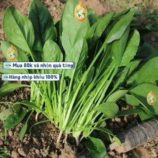 Bao bì gốc nhập khẩu - 600 Rau bina lá to - Hạt giống cải bó xôi nếp (rau bina, rau chân vịt)，k010