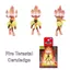 TAKARA TOMY Pokémon Moncolle Terastal Series Figures Collection Pocket Monsters Koraidon Miraidon