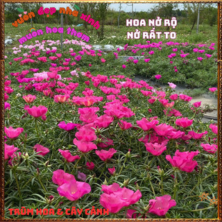 Cành Hoa Mười Giờ Mỹ Đơn ĐỎ HỒNG Bông Rất To Mập Khỏe Nở Rộ Mỗi Ngày🍟Yêu Nhà Yêu Hoa