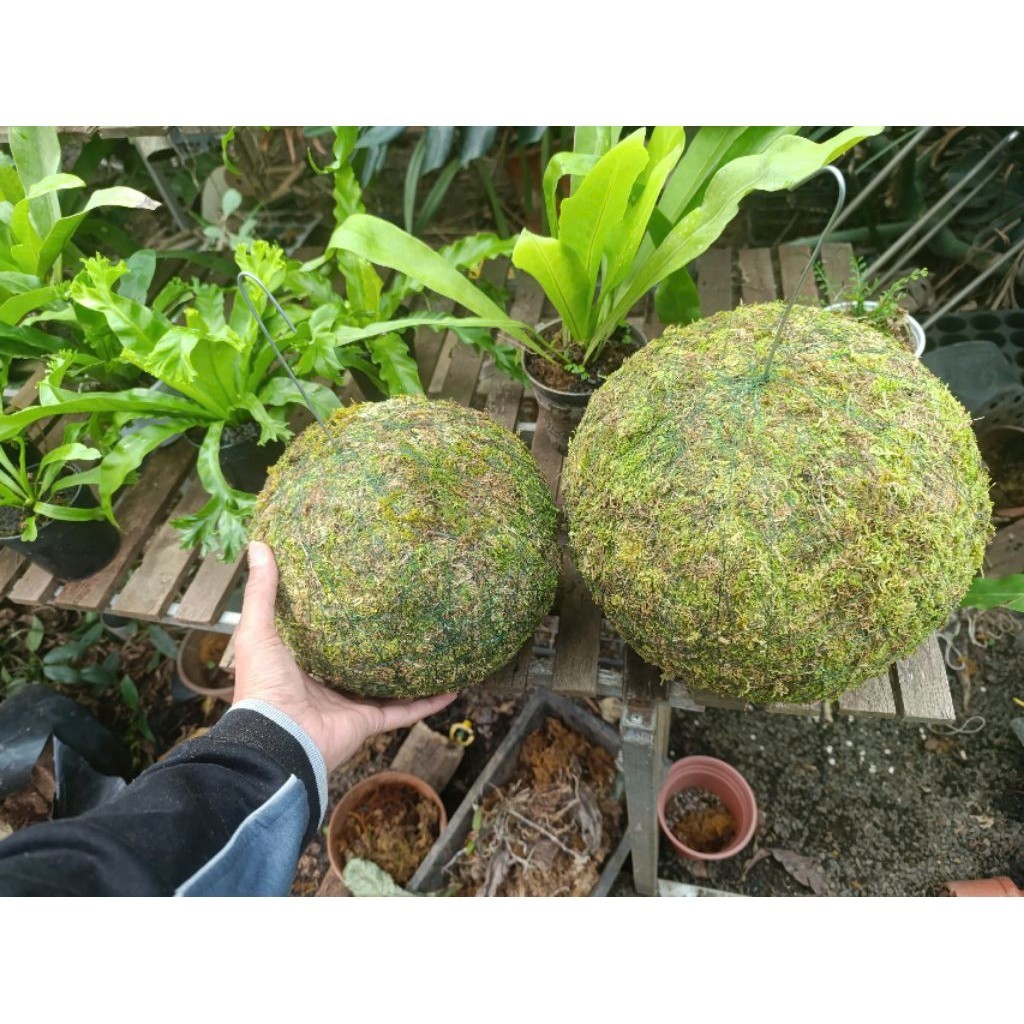( . quả cầu Kekodama đặc, rêu xanh có thể tái sinh khi đủ ẩm và nắng . )