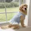 【Ready Stock】 Large Dog Golden Retriever Labrador Pet Dog Clothes Spring and Summer Light Blue Bow Lace Pet Vest Dress bsrz