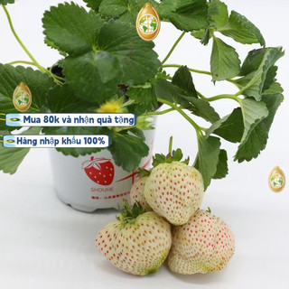 nhập khẩu200 Hạt - Hạt Giống Dâu Tây Trắng Phương Nam，k002