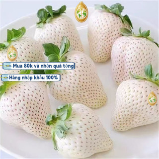 nhập khẩu200 Hạt - Hạt Giống Dâu Tây Trắng Phương Nam，k002