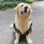 【Ready Stock】 Summer Thin Dog Clothes Cool Medium Large Dog Golden Retriever Husky Samo Pet Cute Anti-Lint Skirt Xcsa