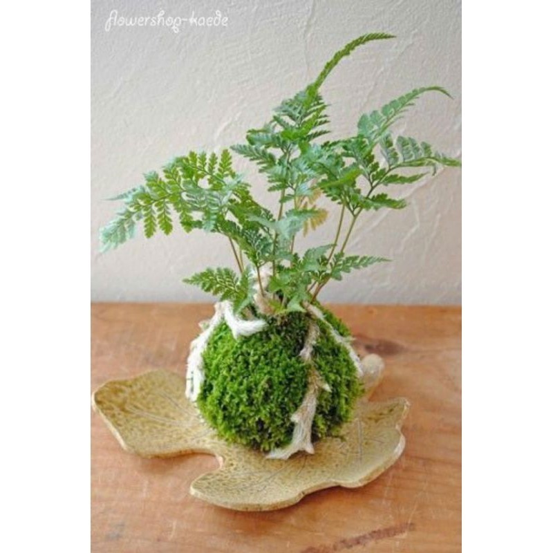 ( .. Bóng cầu rêu kokedama decor không gian, loại đặc . )