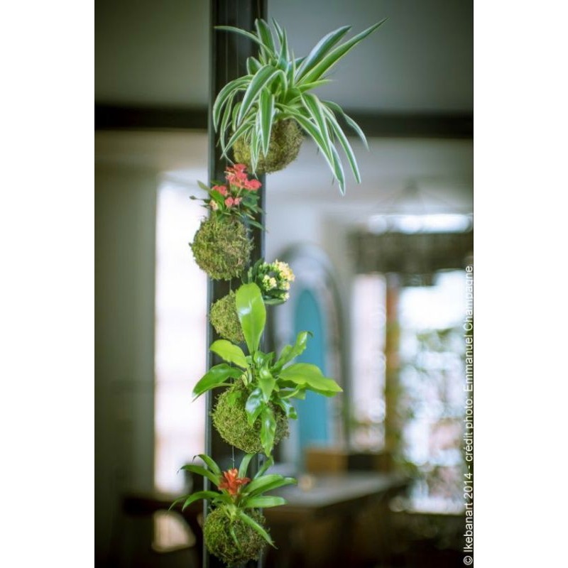 ( .. Bóng cầu rêu kokedama decor không gian, loại đặc . )