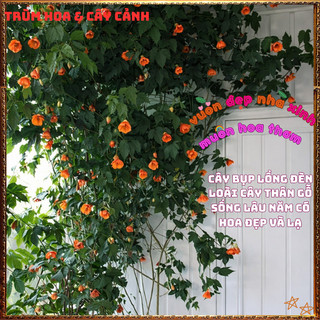 Chậu Hoa Lồng Đèn CAM HỒNG LỤA ÁNH VÀNG nổi bật Râm Bụt Treo Mới Lạ📔 Siêu Thị Hoa Và Cây Giống