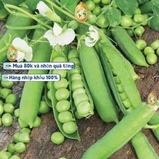Hạt giống Đậu Hà Lan siêu quả，Bao bì gốc20gram，k032