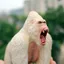 Đồ chơi mô phỏng động vật King Kong Gorilla Lớn Tyrannosaurus Rex Mô hình Búp bê khủng long Hình trẻ em Quái vật cậu bé