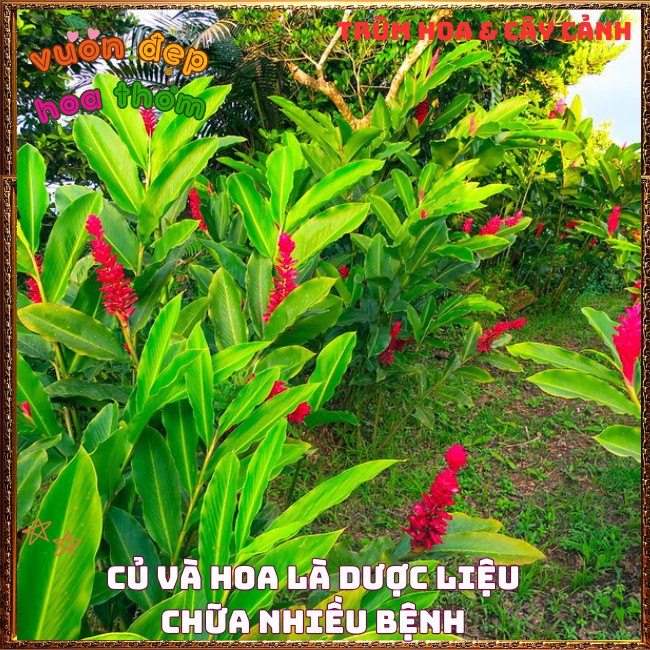 Chậu Hoa HẠNH PHÚC - GỪNG CẢNH đẹp rực rỡ mang thịnh vượng dễ trồng ️📩 Hoa Mười Giờ Bonsai & Phụ Kiện