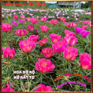 Cành Hoa Mười Giờ Mỹ Đơn HỒNG CAM Bông Rất To Đẹp Dễ Trồng Nở Rộ Mỗi Ngày 📒Siêu Thị Hoa Và Cây Giống