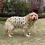 【Ready Stock】 Large Dog Clothes Summer Thin Breathable Golden Retriever Puppy Husky Border Collie Labrador Large Dog Mesh Waistcoat I6KY