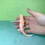 Sile 2024 Hồng thằn lằn Salamander Mô phỏng Mô hình động vật Đồ chơi trẻ em Đồ trang trí nhận thức