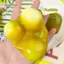 Cheenm Squishy Đồ Chơi Đổi Màu Mango Mochi Pinching Đồ Chơi Phục Hồi Chậm Căng Thẳng Giải Phóng Đồ Chơi Đàn Áp Đồ Chơi Sáng Tạo Quà Tặng VN