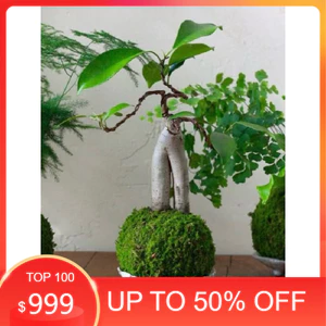 ( AA A quả cầu kokedama rêu tự nhiên kokedama trồng thay chậu (hàng thủ công) )
