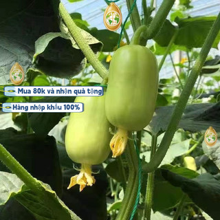 nhập khẩuHạt giống dưa leo ngọc nữ ,Bao bì gốc, 20 hạt giống， dưa chuột ngọc nữ siêu trái -k005