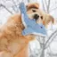 【Ready Stock】 Dog Toy Sound Self-Hi Relieving Stuffy Molars Bite Not Bad Teddy Corgi Bichon Gold Plush Pet Supplies MuoP