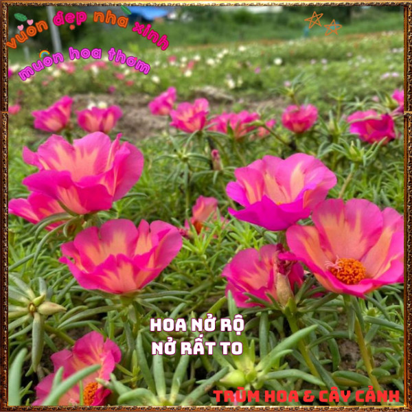 Cành Hoa Mười Giờ Mỹ Đơn HỒNG CAM Bông Rất To Siêu Đẹp Nở Mỗi Ngày️📩 Hoa Mười Giờ Bonsai & Phụ Kiện