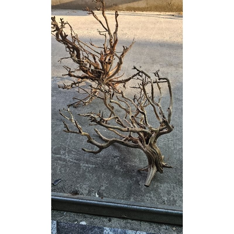 Lũa rể cây kim sa to cho hồ trên 50cm ...
