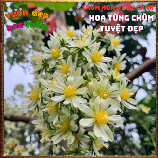 Chậu Cây Chanh Nho Ăn Được Hoa, Lá, Trái Dễ Trồng Bông Siêu Đẹp ️📬 Làng Hoa Sa Đéc