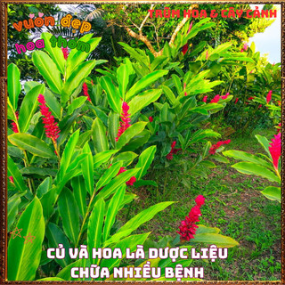 Chậu Hoa HẠNH PHÚC - GỪNG CẢNH đẹp rực rỡ mang thịnh vượng dễ trồng ️📬 Làng Hoa Sa Đéc