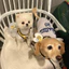 Hàn Quốc🇰🇷Little Bee Pet Dây đeo ngực Dây xích chó dễ thương Dây đeo ngực thú cưng Dây đeo ngực mèo Dây đeo ngực cho chó Dây xích mèo Dây đeo ngực thoáng khí Dây xích đi chơi Dây xích mèo / Chó nhỏ / Pomeranian Teddy Schnauzer