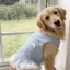 【Ready Stock】 Golden Retriever Labrador Pet Dog Clothes Spring and Summer Light Blue Bow Lace Pet Vest Large Dog sdl5