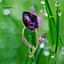 VOG Trâm cài hoa Tulip kim cương giả - Độ bóng cao, lấp lánh, phù hợp mùa đông