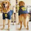 【Ready Stock】 Cute Large Dog Dog Dog Clothes Summer Labrador Golden Retriever Samoyed T-shirt Pet Big Dog Clothes Tide C4JV