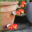Nam châm tủ lạnh dễ thương Nấm từ tính Trang trí nội thất Nam châm nhà bếp 3 mảnh cho tủ lạnh cho tủ khóa cửa tường wipqsvn