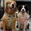 【Ready Stock】 Large Dog Clothes Summer Thin Breathable Golden Retriever Puppy Husky Border Collie Labrador Large Dog Mesh Waistcoat I6KY