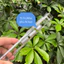 Ốp Lưng Likgus Candy Cho iPhone 12 Đến 16 Pro Max - Nhựa Cứng Trong Suốt Chống Ố, Nút Kim Loại, Sạc Magsafe