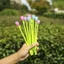 Sáng Tạo Tulip Gel Bút Dễ Thương Đổi Màu Sắc Bút Tạo Kiểu Hoa Giải Sinh Viên Quà Tặng Văn Phòng Giải Nén Chữ Ký Bút YZEL