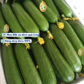 Hạt giống dưa chuột chùm siêu trái, 1 v (30 viên)dưa leo chùm trơn siêu quả f1 tự thụ phấn - k020