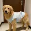 【Ready Stock】 Medium Large Dog Dog Clothing Golden Retriever Samoyed Mermaid Vest Wooden Ear Ruffled Sleeveless Internet Celebrity Vest gp6t