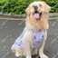 【Ready Stock】 Pet Dog New Skirt Gray Puppy Clothes Cute Large, Medium and Small Dogs Golden Retriever Automobiles Curtain Pull Decoration Shooting x4VE