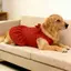 【Ready Stock】 Pet Dog Clothes Red Background and Polka Dots Bowknot Super Cute Sweet Vest Dress Golden Retriever Samoyed Spring and Summer Large Dog usDx
